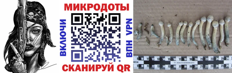 Псилоцибиновые грибы Cubensis  Остров 